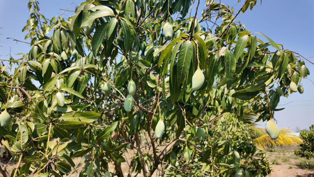 Totapuri mango tree India crop condition 2026 mango season fruit setting pulp variety orchard Tamil Nadu Karnataka Andhra Pradesh