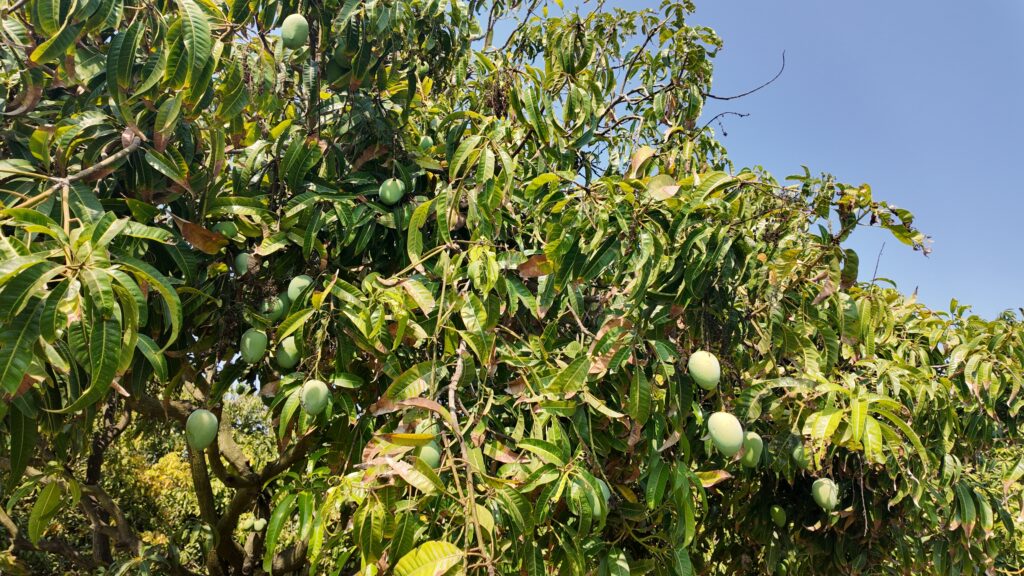 Alphonso mango tree India crop condition 2026 mango season fruit setting orchard premium mango variety
